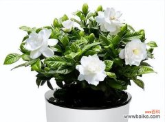 绽放缱绻，传递真情-栀子花的花语与象征 栀子花