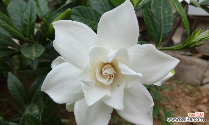 盛开的栀子花是生命的美丽诗篇 栀子花的绽放奇迹