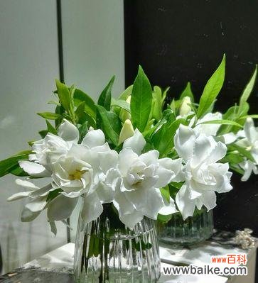 盛开的栀子花是生命的美丽诗篇 栀子花的绽放奇迹