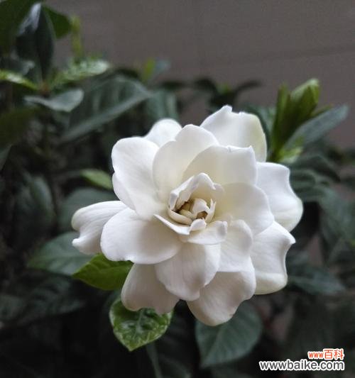 盛开的栀子花是生命的美丽诗篇 栀子花的绽放奇迹