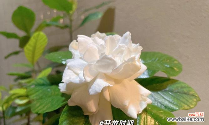 栀子花的养护技巧与美丽传达之道 栀子花的养殖与花语解读