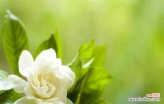 栀子花的养护技巧与美丽传达之道 栀子花的养殖与花语解读