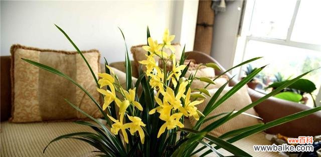 以植物为象征的友谊 友谊长存的植物——象征真挚情谊的绿色纽带