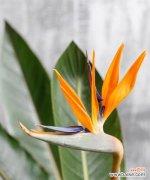 追寻自由的花朵与植物的美丽多样性 自由之花