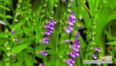 以象征自由自在的植物为主题的探索 自由自在的植物