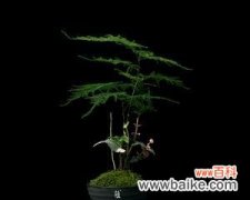 以象征禅意的植物为主题 禅意花园