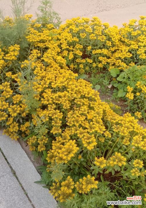 探寻植物世界中那些象征着永恒爱情的品种与传说 植物中的至死不渝爱情