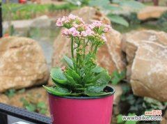 探寻大自然中的爱情密码 爱情的花园