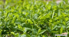 以植物为载体 植物中的助人为乐之象征