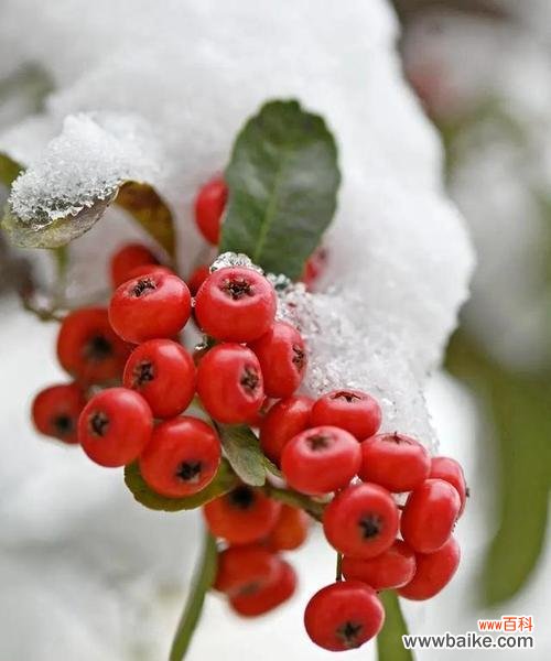 火棘长的花寓意象征是什么？花语有哪些含义？