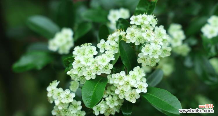 火棘长的花寓意象征是什么？花语有哪些含义？