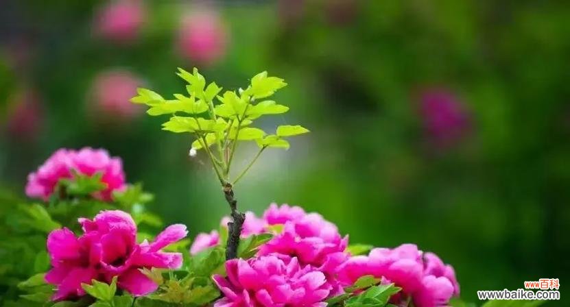 牡丹花的象征意义是什么?绽放牡丹代表了哪些花语?