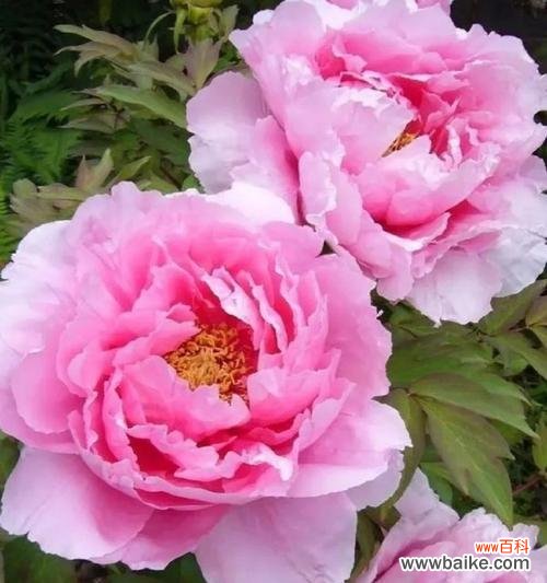 牡丹花的象征意义是什么?绽放牡丹代表了哪些花语?