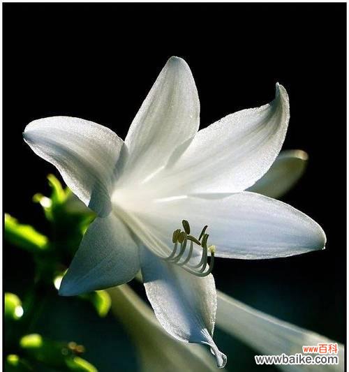 什么花象征庄严的爱？如何选择表达深沉爱意的花卉？