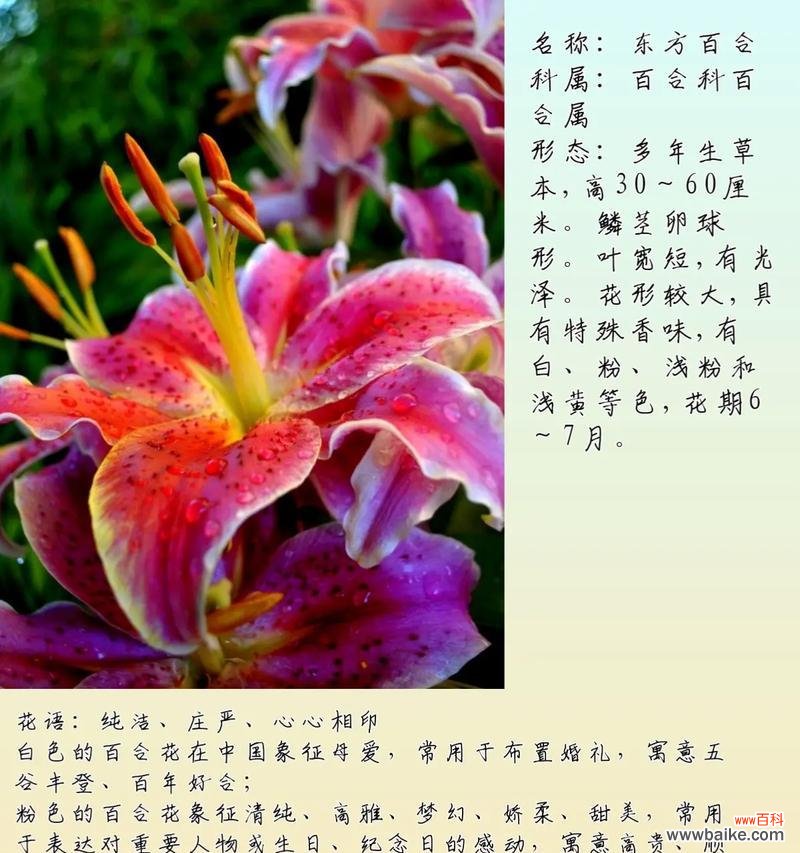 什么花象征庄严的爱？如何选择表达深沉爱意的花卉？