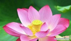 可爱莲花的花语是什么？了解莲花的深层含义和象征意义