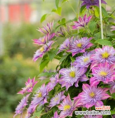 喷泉花型的寓意和象征是什么？如何理解其深层含义？