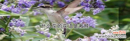 悠悠花语是什么意思？花语背后的故事有哪些？