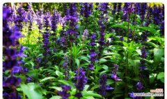 悠悠花语是什么意思？花语背后的故事有哪些？