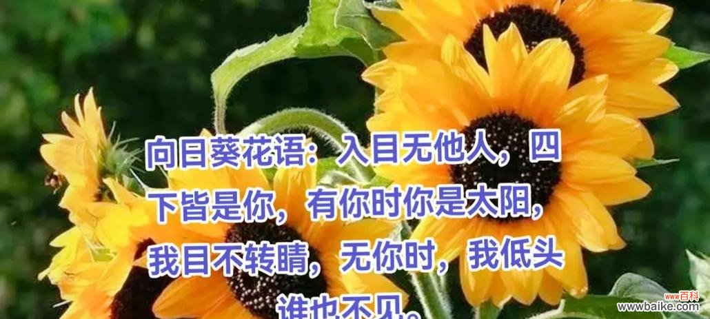 104朵花的寓意是什么意思？花语背后的含义有哪些？