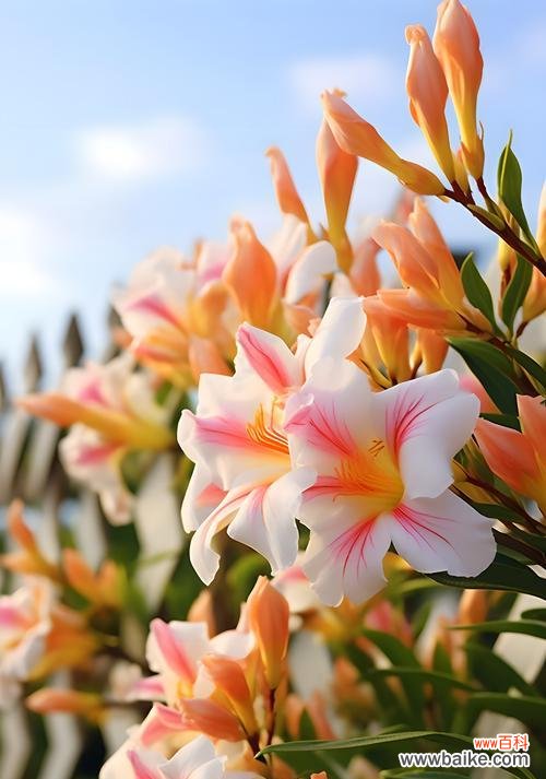 什么花寓意对妈妈好？如何选择表达爱意的花卉？