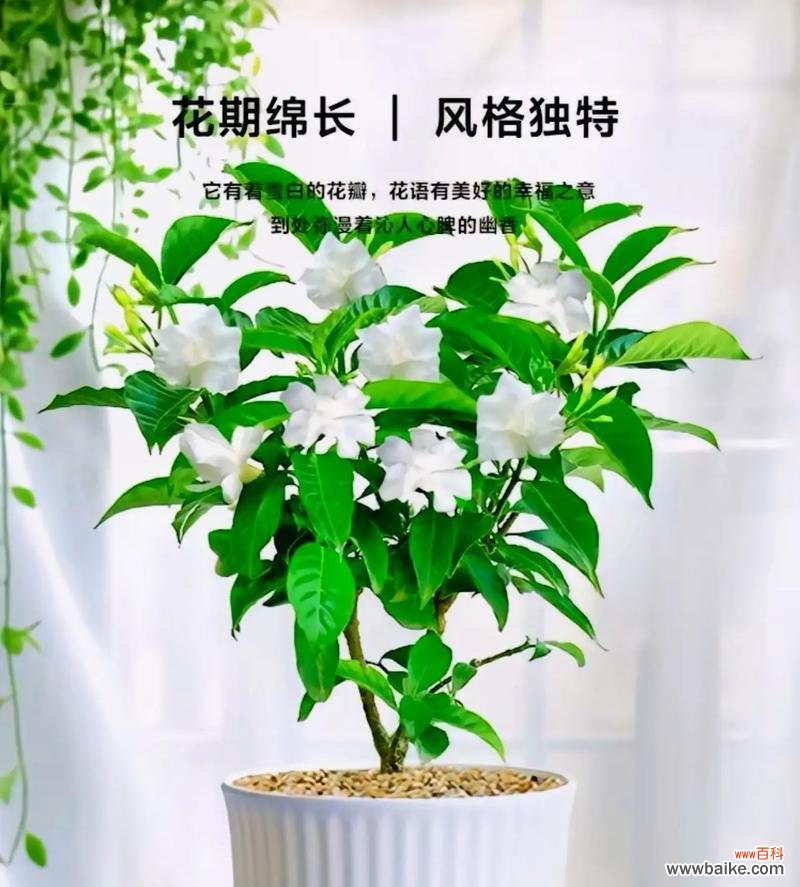 两万年前的花的寓意是什么?探索古植物学的奥秘?