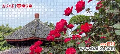 两万年前的花的寓意是什么?探索古植物学的奥秘?