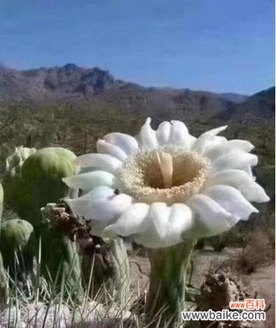 依米花的花语是什么？这种珍稀花朵的含义你知道吗？