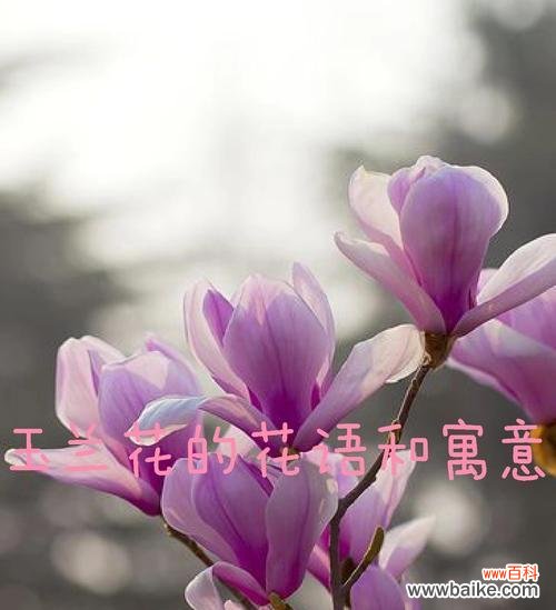 什么花象征最亲切的友情?寻找代表深厚友情的花卉有哪些?