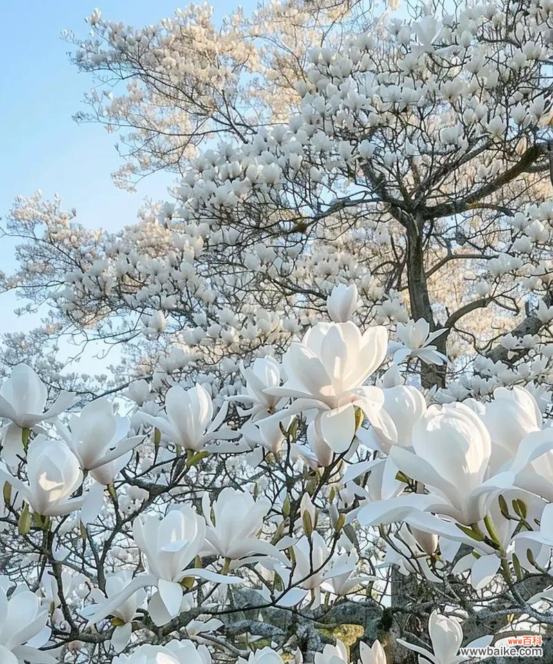 什么花象征最亲切的友情?寻找代表深厚友情的花卉有哪些?