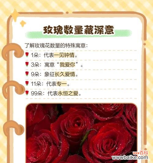 各色玫瑰花的象征意义是什么？如何根据颜色选择玫瑰花表达情感？