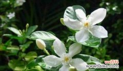 揭秘栀子花的神秘面纱，为什么被视为不吉利之花？ 栀子花的不祥传说与寓意