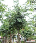 探寻榕树花的文化内涵 榕树花的象征意义