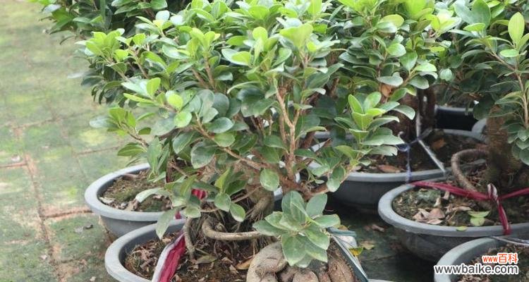 探寻榕树花的文化内涵 榕树花的象征意义