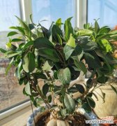 探寻榕树的神秘面纱 榕树的花语和文化寓意