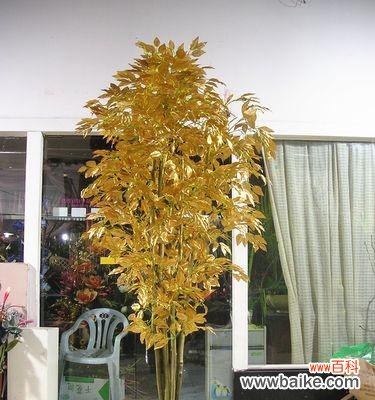 探寻榕树的神秘面纱 榕树的花语和文化寓意