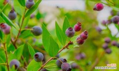 揭开枸杞的神秘面纱，了解其花语与传说 枸杞的花语与传说
