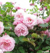 蔷薇花语中的橘色之美 橘色蔷薇