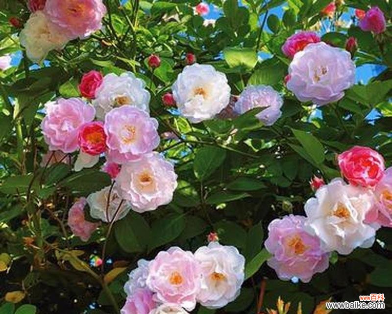 蔷薇花语中的橘色之美 橘色蔷薇