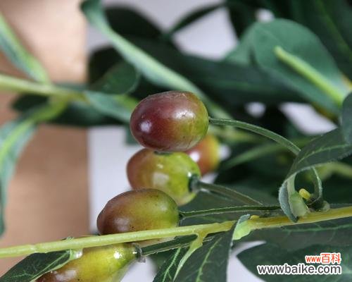 探寻橄榄花的内涵与传承 橄榄花的象征意义