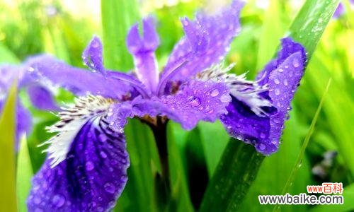 解读鸢尾花的花语,探寻其背后的意义 鸢尾花