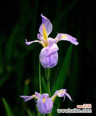 解读鸢尾花的花语,探寻其背后的意义 鸢尾花