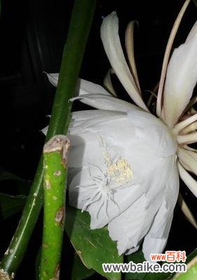 探寻昙花绽放的意义与预兆 昙花绽放