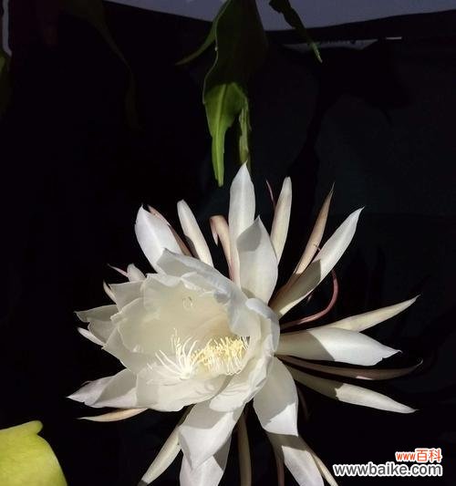 探寻昙花绽放的意义与预兆 昙花绽放