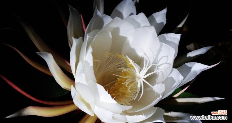 逝去的美丽,回忆的深刻 昙花的花语与象征意义