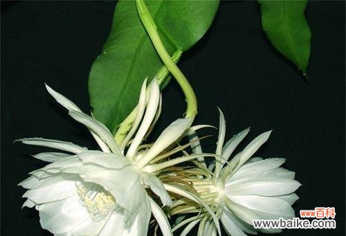 逝去的美丽,回忆的深刻 昙花的花语与象征意义