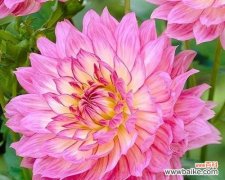 传说中的耧斗菜——生命的希望与坚毅 耧斗菜的花语与寓意