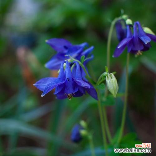 传说中的耧斗菜——生命的希望与坚毅 耧斗菜的花语与寓意