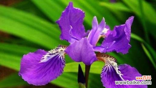 揭开鸢尾花之谜，探寻其独特花语和象征 鸢尾花的花语和象征