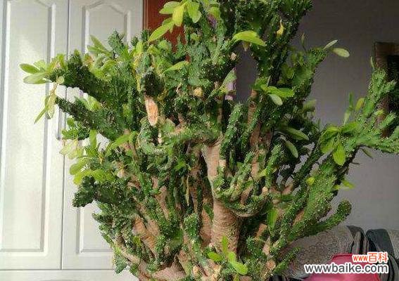 探索麒麟掌花朵的秘密,解读其独特的花语和象征意义 麒麟掌之花语与寓意